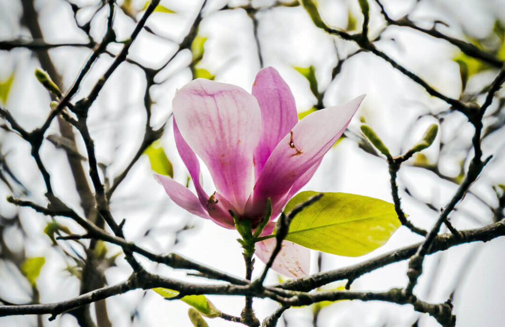 aufblühende Magnolienblüte